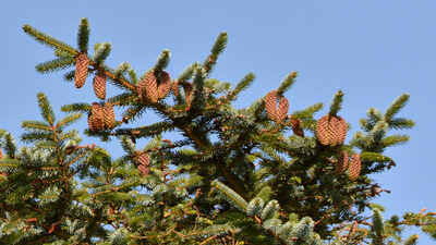 Norway planted millions of North American Sitka spruce after the 1950s to expand timber production along its windswept coast, but scientists now say the trees are invading ancient coastal heathlands, shading out native vegetation that has been maintained for more than 5,000 years
