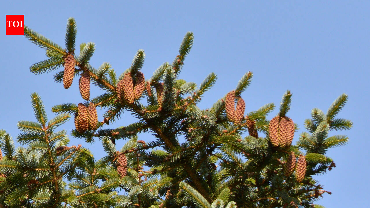 Norway planted millions of North American Sitka spruce after the 1950s to expand timber production along its windswept coast, but scientists now say the trees are invading ancient coastal heathlands, shading out native vegetation that has been maintained for more than 5,000 years