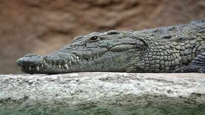 Nile Crocodiles appearing in Egyptian drains and villages hundreds of kilometres from their natural habitat, residents feared they were spreading north; later, wildlife experts proposed a very different explanation.