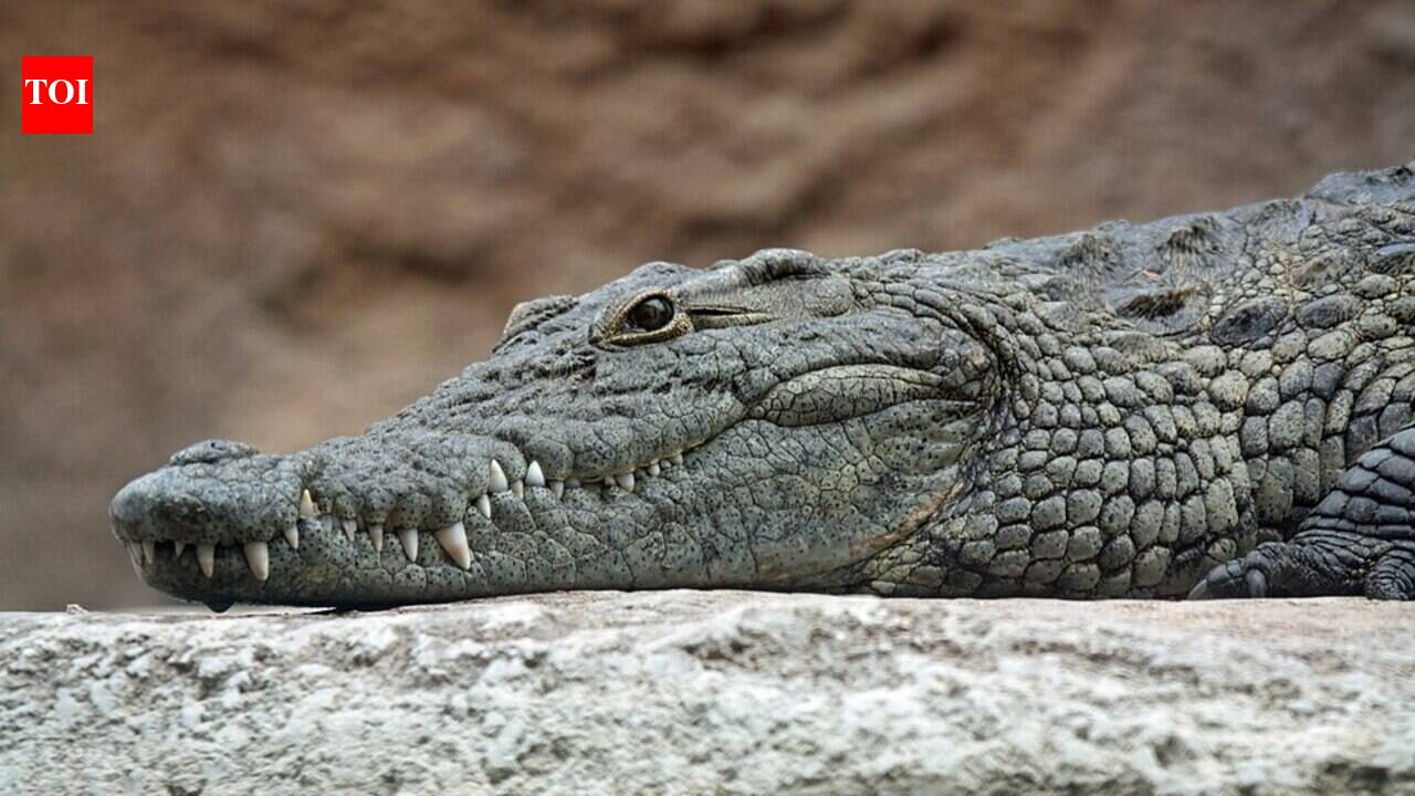 Nile Crocodiles appearing in Egyptian drains and villages hundreds of kilometres from their natural habitat, residents feared they were spreading north; later, wildlife experts proposed a very different explanation.