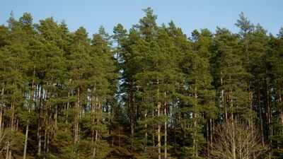 Swedish forests may enter spring growth 9 to 41 days earlier by 2099, and the shift could help spruce bark beetles produce extra generations
