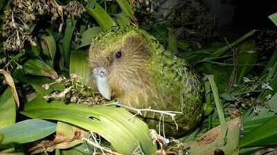 New Zealand moved every surviving kakapo to predator-free islands after cats and stoats pushed the flightless parrot toward extinction; decades later, the entire species is still being managed bird by bird