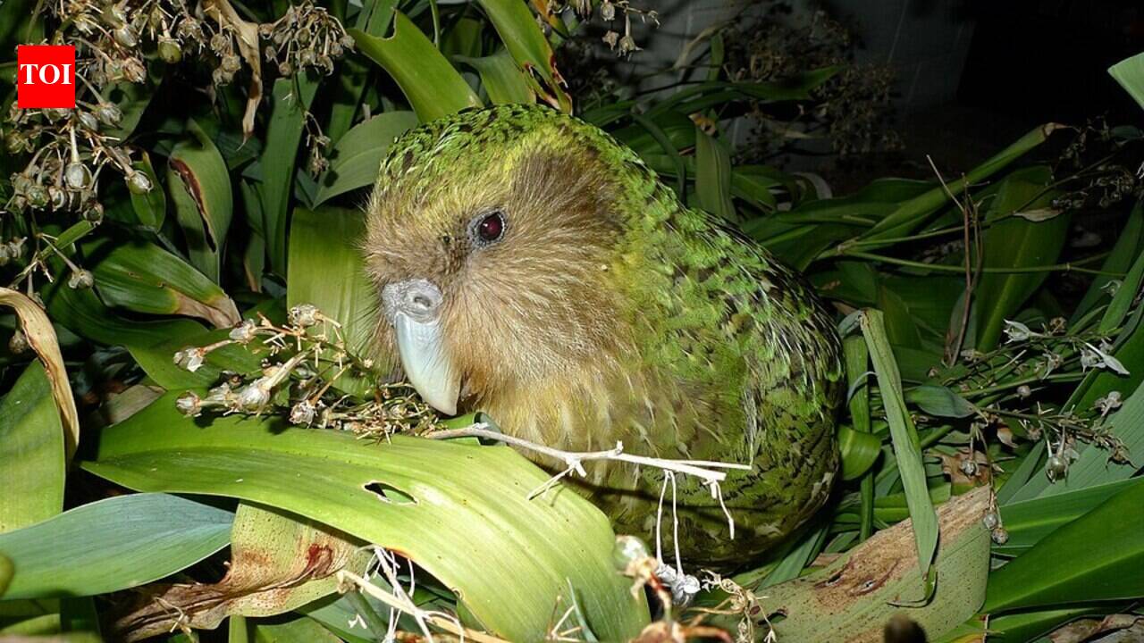 New Zealand moved every surviving kakapo to predator-free islands after cats and stoats pushed the flightless parrot toward extinction; decades later, the entire species is still being managed bird by bird