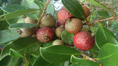 Hawaii introduced strawberry guava from Brazil in the 1800s for its edible fruit, but scientists now say the invasive tree has spread across the islands, forming dense forests that crowd out native plants, block seedling growth and transform native rainforest understories