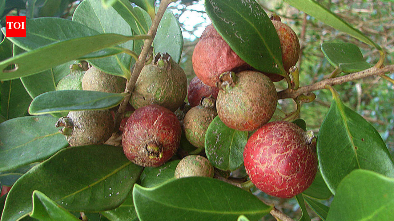 Hawaii introduced strawberry guava from Brazil in the 1800s for its edible fruit, but scientists now say the invasive tree has spread across the islands, forming dense forests that crowd out native pl