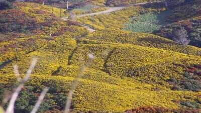New Zealand settlers planted European gorse in the 1800s as cheap, thorny farm hedges to fence livestock, but more than 150 years later, scientists say it has become one of the country’s most widespread invasive weeds, forming dense spiny thickets across pastures, hillsides and disturbed land