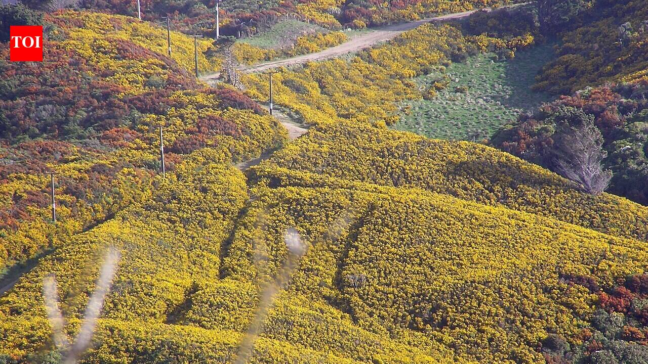 New Zealand settlers planted European gorse in the 1800s as cheap, thorny farm hedges to fence livestock, but more than 150 years later, scientists say it has become one of the country’s most widespread invasive weeds, forming dense spiny thickets across pastures, hillsides and disturbed land