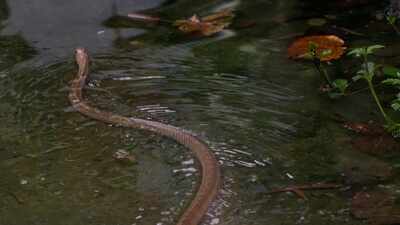 900 snakes escape from South China's village farm after devastating floods: Residents panic as snakebites reported