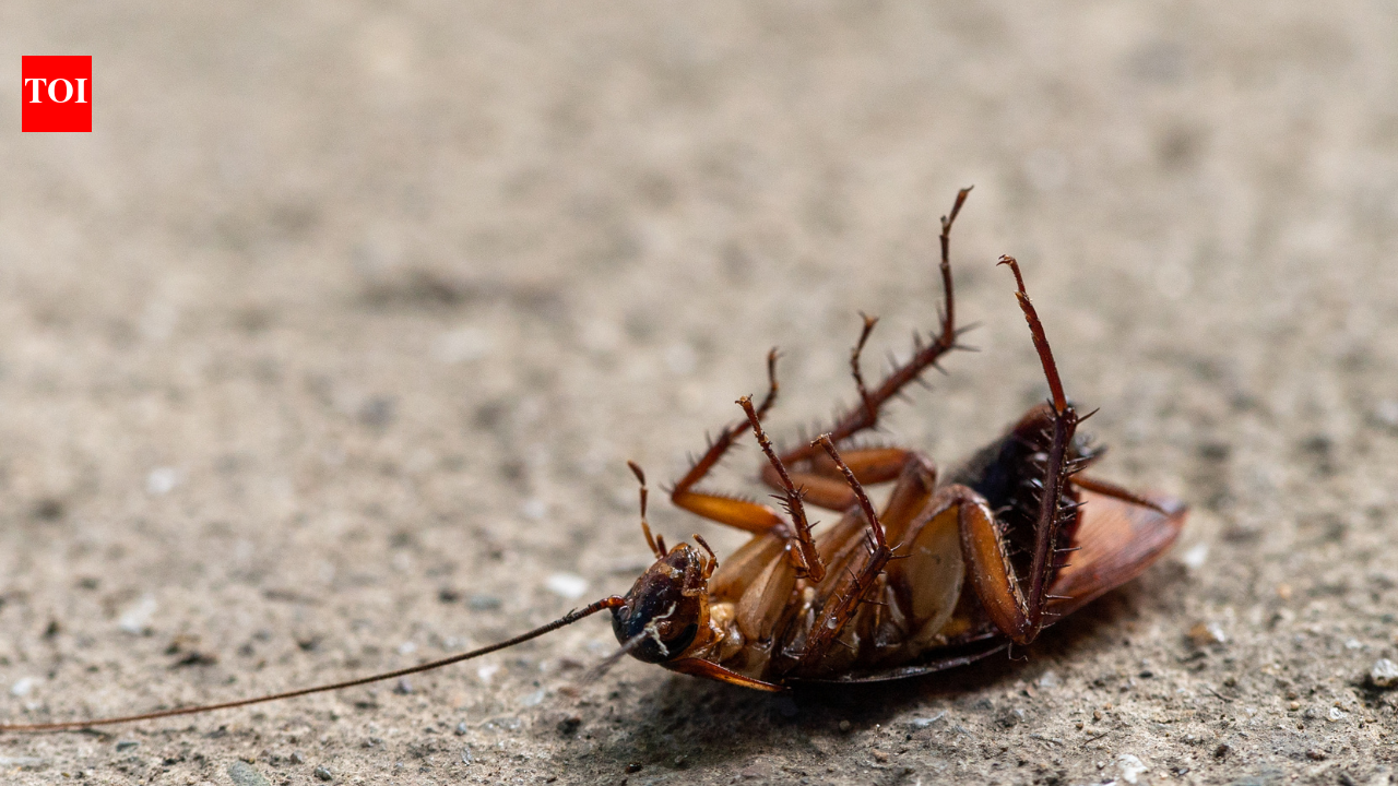 Cockroaches can survive without their heads for a week: One of nature's toughest insects