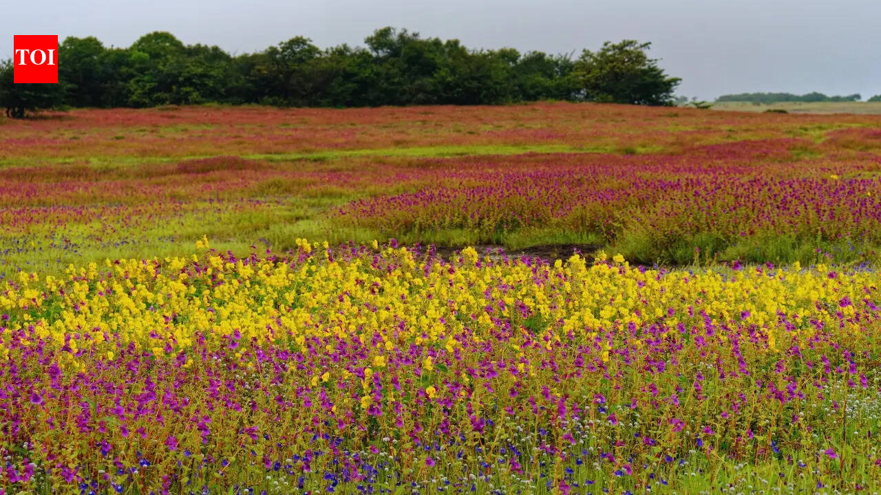 7 grasslands and plateaus in Maharashtra that become magical during monsoon