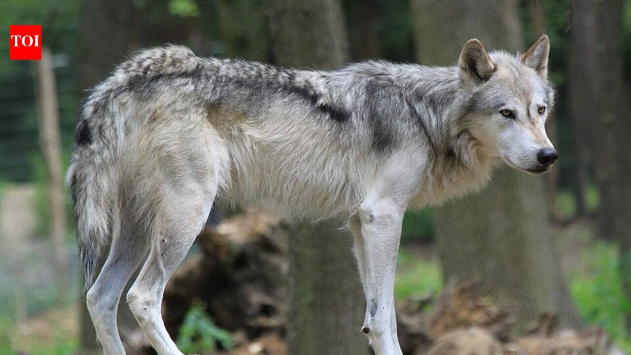 In 1995, the United States released 31 grey wolves from Canada into Yellowstone after the predators had been exterminated for nearly 70 years, hoping to rebuild a collapsing ecosystem; today, wolves have helped restore elk numbers, willow forests and beaver populations