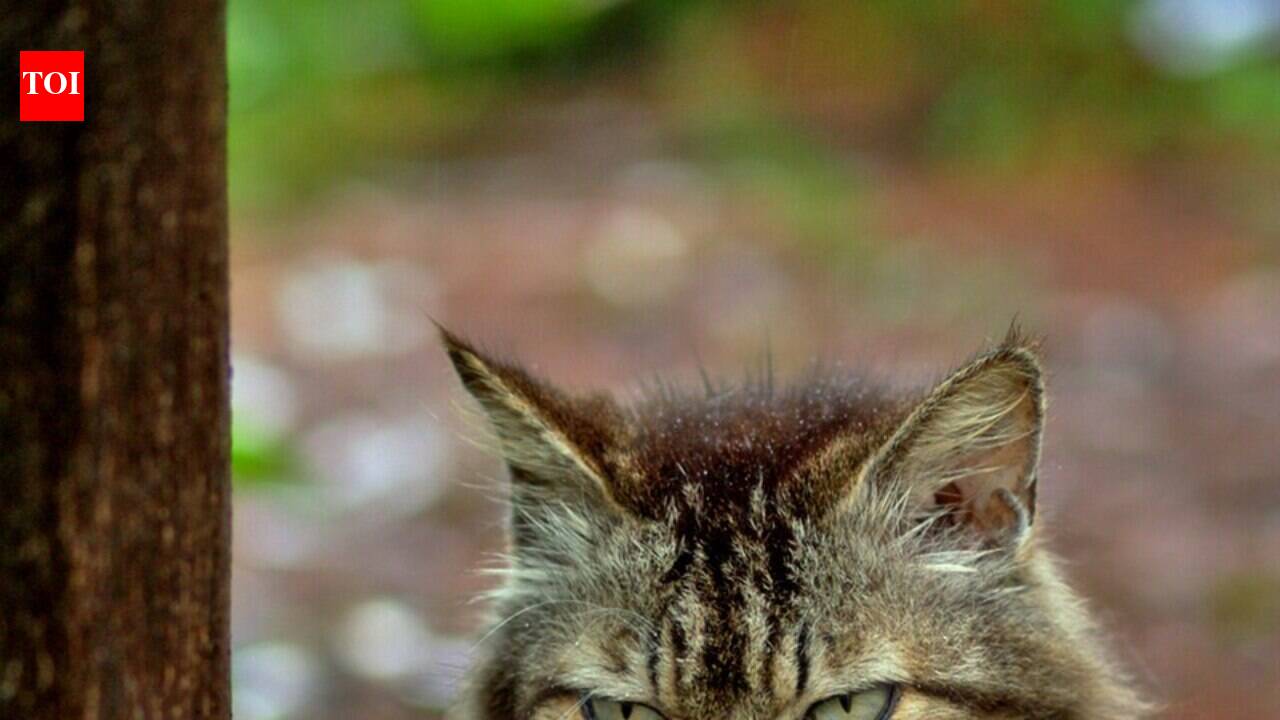 In 2010, the United States trapped and removed every feral cat from California's San Nicolas Island after decades of predation on native wildlife; rare seabirds and endemic species began recovering.
