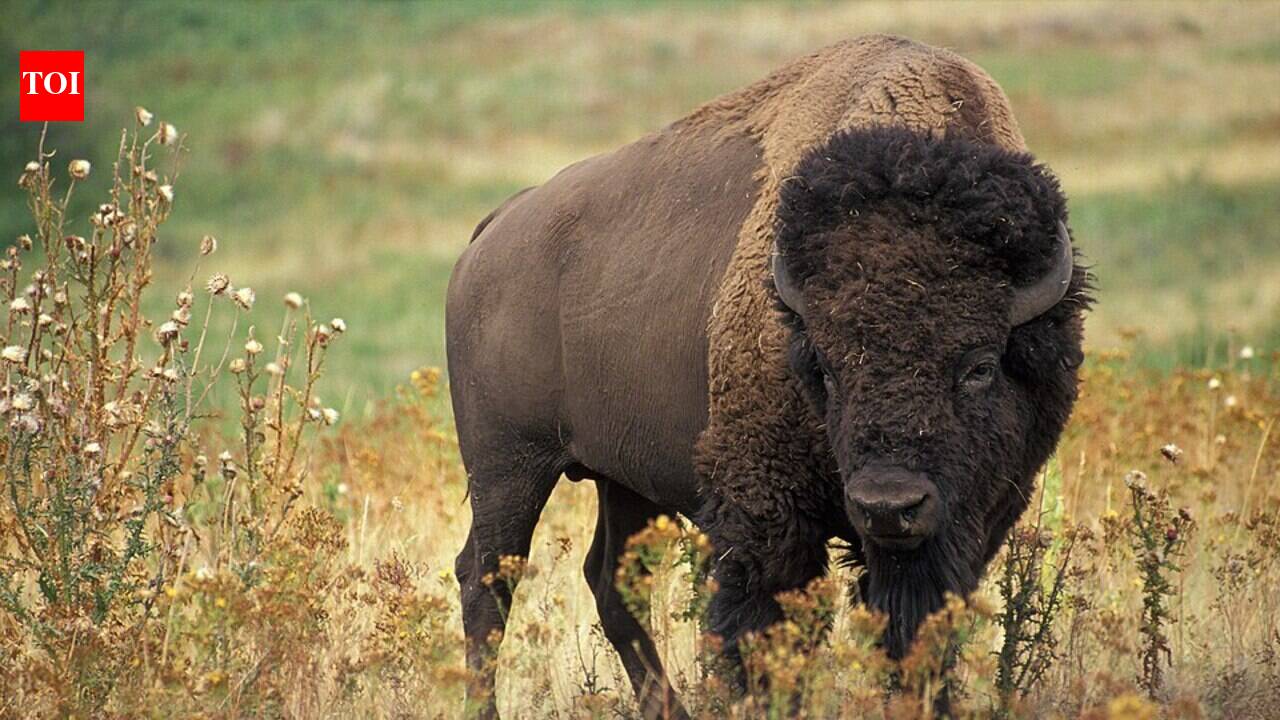 The United States in the early 1900s rounded up the last remaining wild American bison after commercial hunting reduced the species to only a few hundred animals; today, hundreds of thousands once again roam protected lands