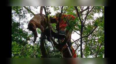 Villagers spot dead leopard hanging from tree