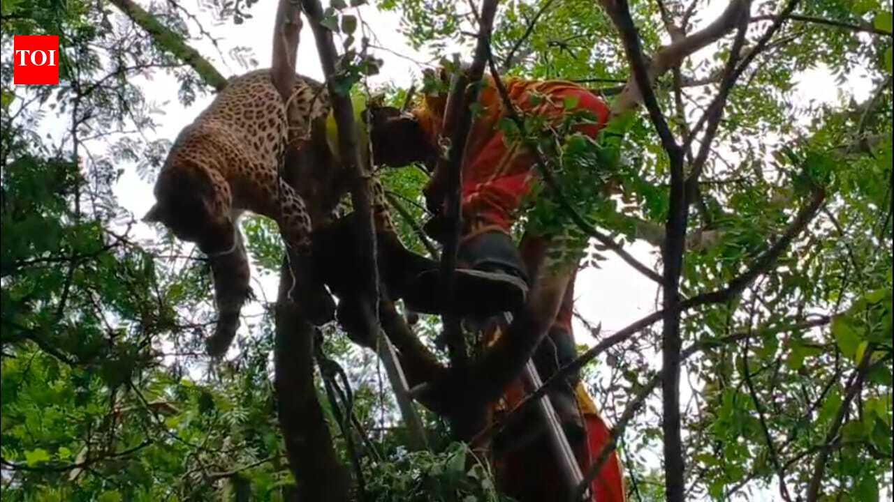 Villagers spot dead leopard hanging from tree