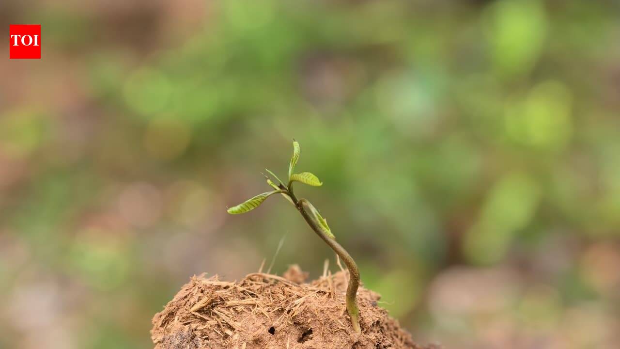 Chhattisgarh's new elephant strategy: Keep the food inside forests by using seeds from dung to grow trees