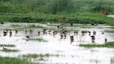  One lakh patta holders are hit as Ramsar freeze has stalled South Chennai growth, Credai says