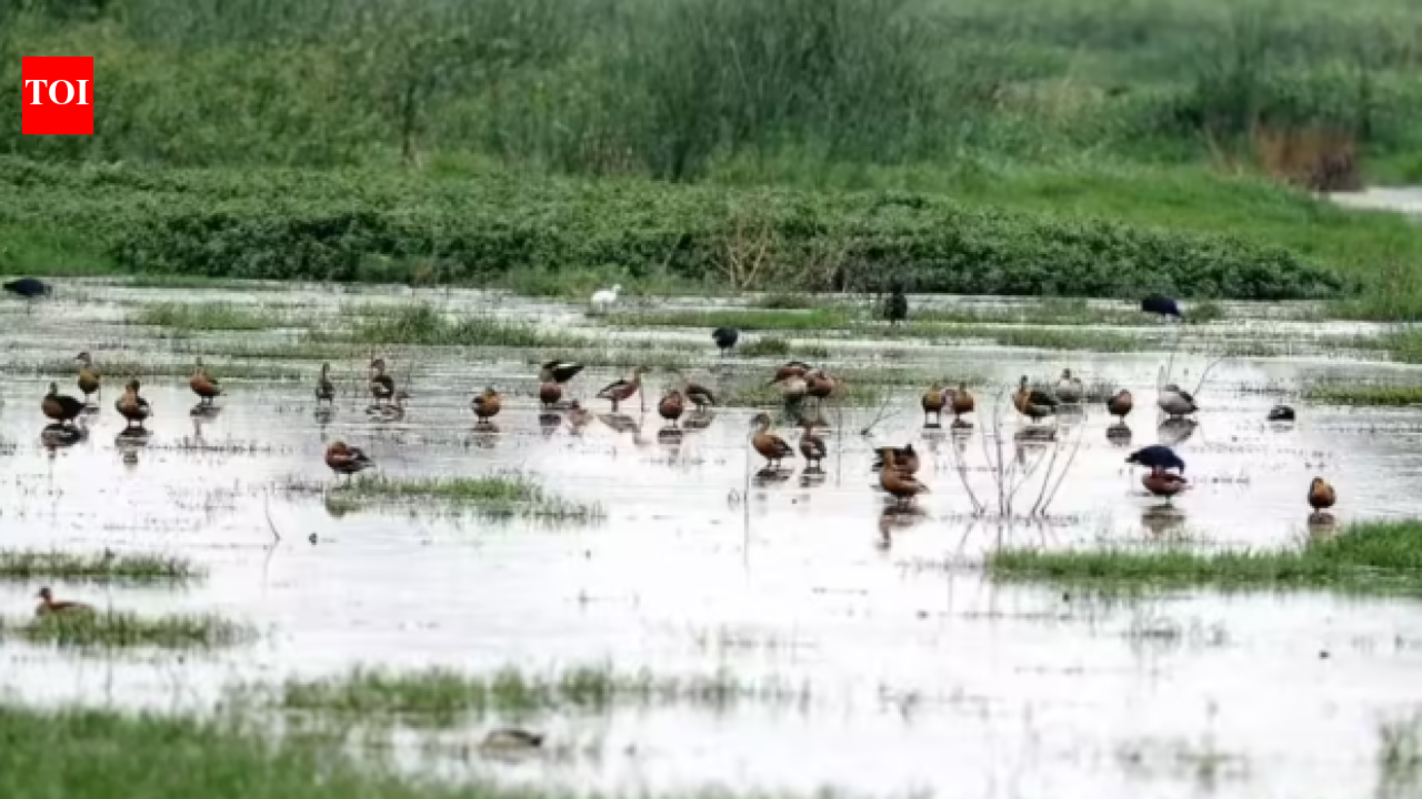 Pallikaranai marsh: One lakh patta holders are hit as Ramsar freeze has stalled South Chennai growth, Credai says