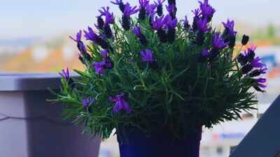 Plants that thrive in summer: A to Z guide to growing lavender on a balcony, patio or porch