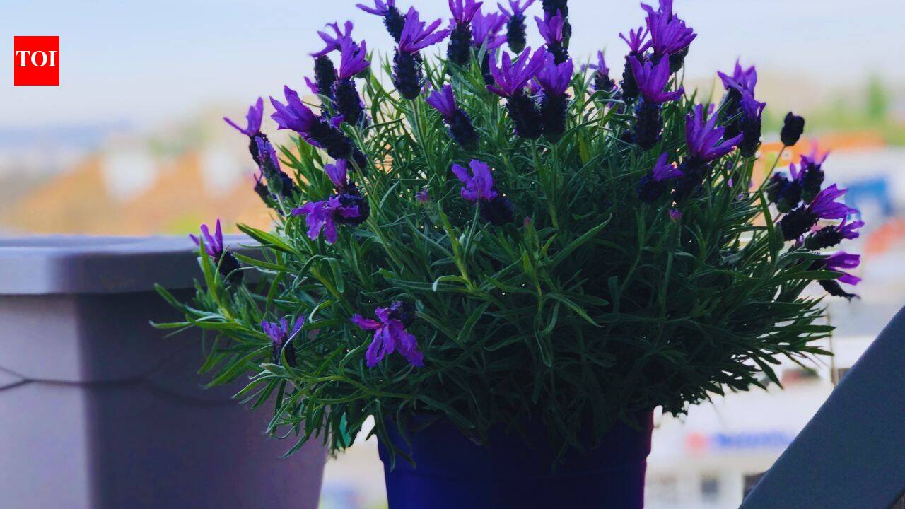 Plants that thrive in summer: A to Z guide to growing lavender on a balcony, patio or porch