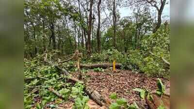 4-lane Rishikesh bypass to fell 3,995 trees in Shivalik Elephant Reserve