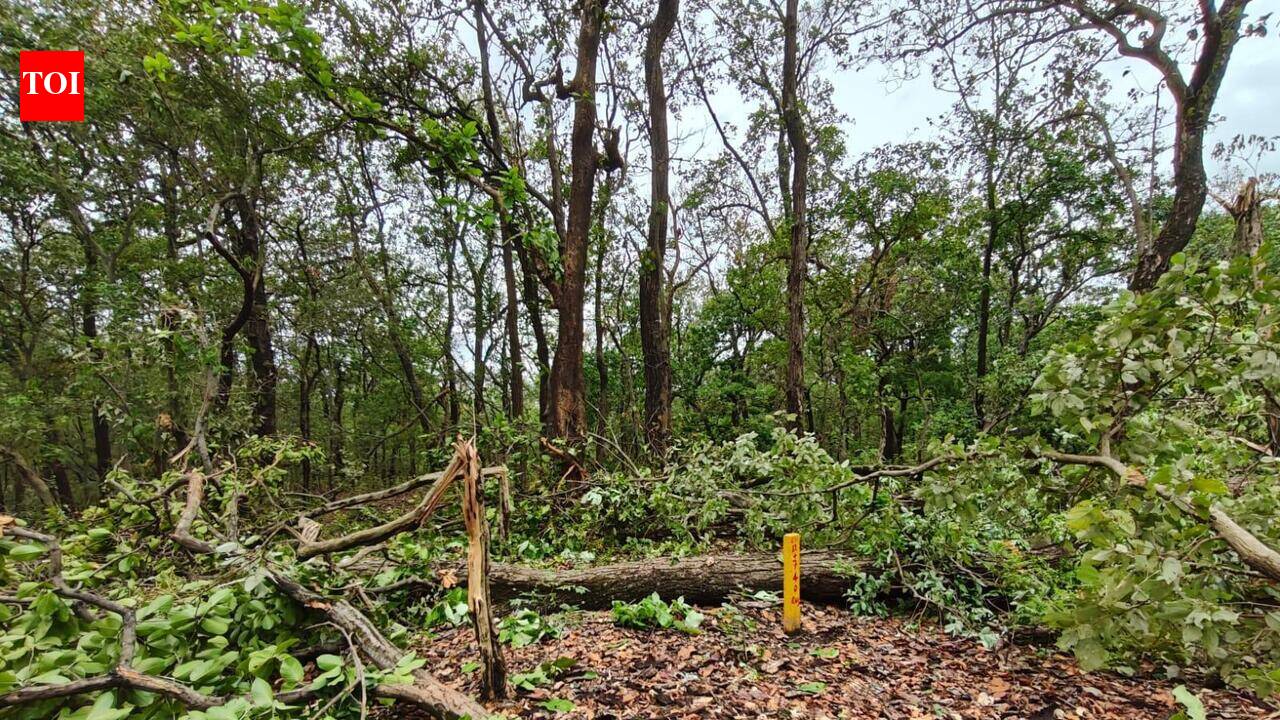 4-lane Rishikesh bypass to fell 3,995 trees in Shivalik Elephant Reserve