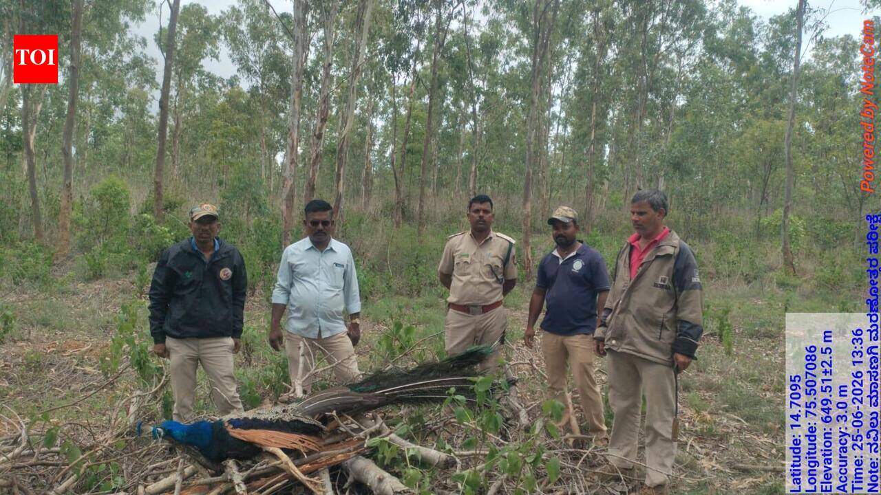 Peacock death sparks cover-up charges against Haveri forest officials