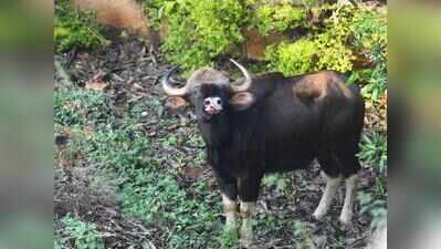 Indian gaur attack kills woman in Chikkamagaluru