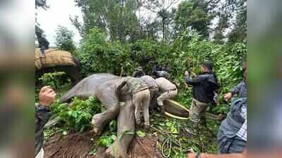 Radio collars fitted to elephants in Madikeri