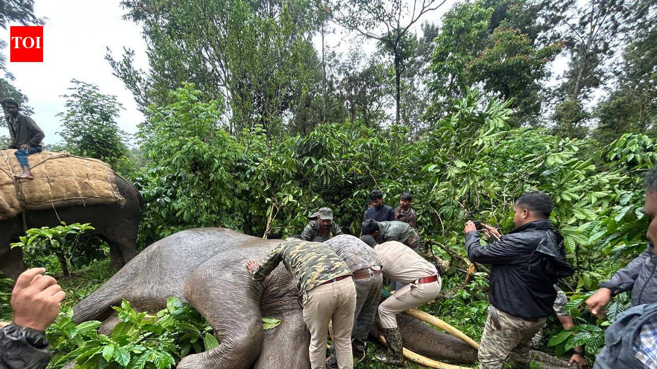 Radio collars fitted to elephants in Madikeri