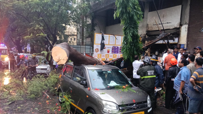 Woman injured after tree falls in Thane as rains recede
