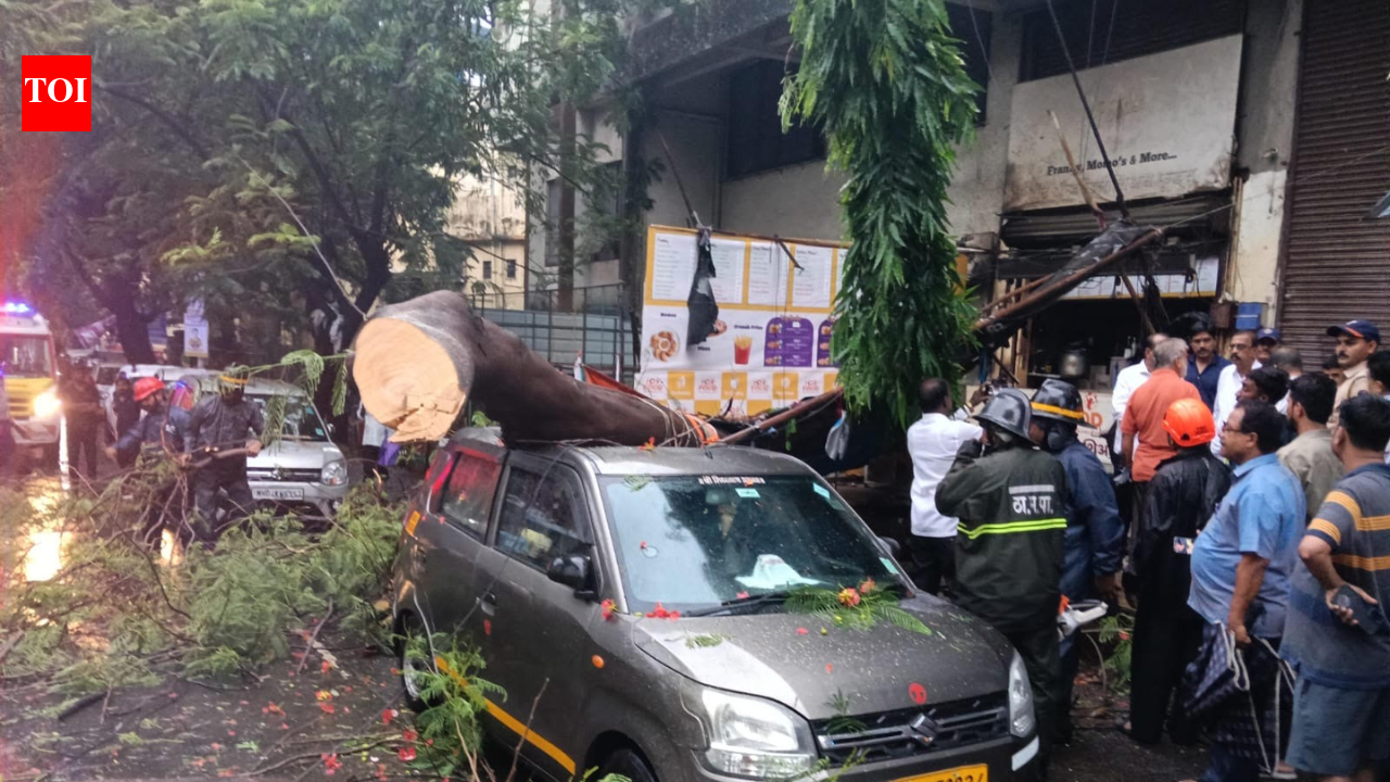 Woman injured after tree falls in Thane as rains recede