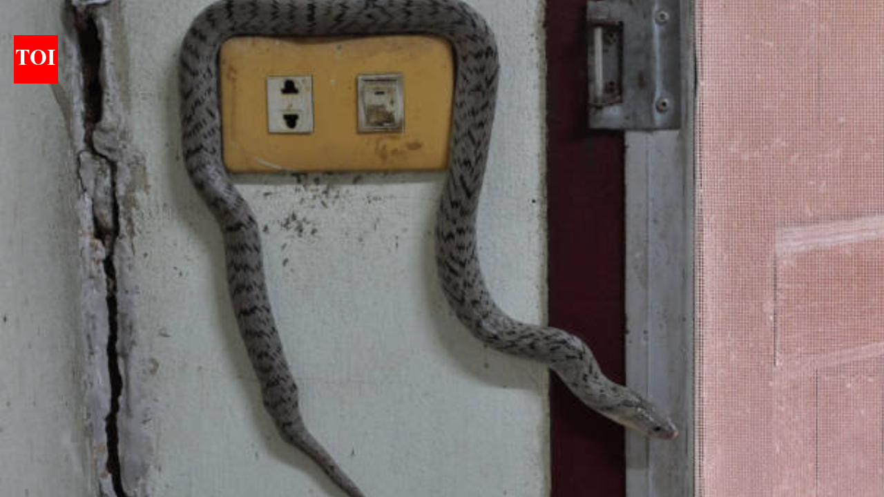 Snake causes power outage, leaving nearly 7,000 residents in the dark: What happened in Virginia