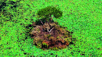 Illegal Lotus Farming Threatens Thamirabarani Wetlands and Livelihoods