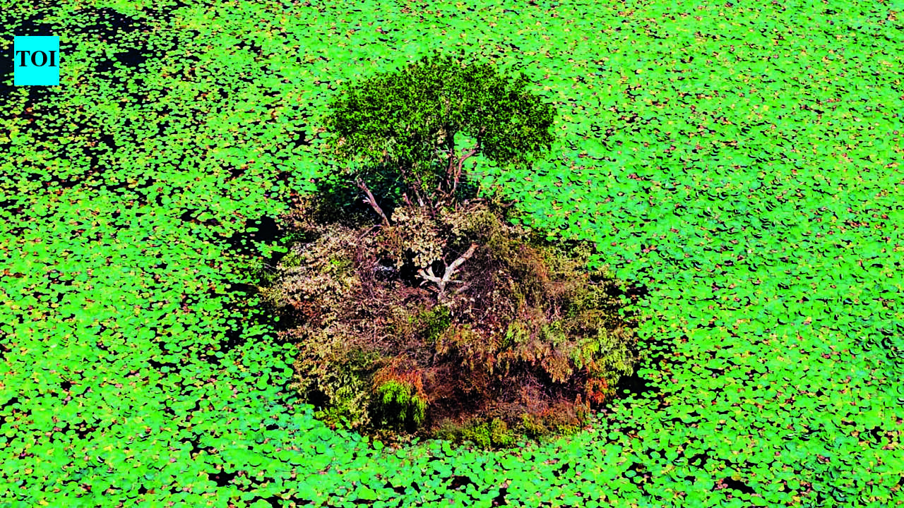 Illegal Lotus Farming Threatens Thamirabarani Wetlands and Livelihoods