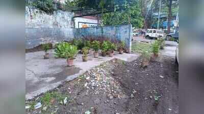 BMC clears out garbage pile in Salt Lake, places flower pots in ‘Swacch’ drive