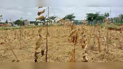 Withering heights: Bengaluru’s massive plantation drive runs aground