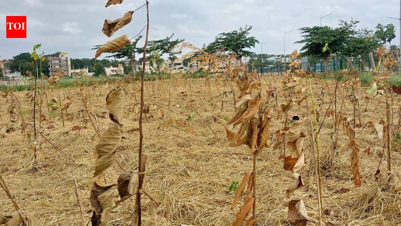 Withering heights: Bengaluru’s massive plantation drive runs aground