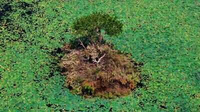 Illegal lotus farming threatens Thamirabarani wetlands