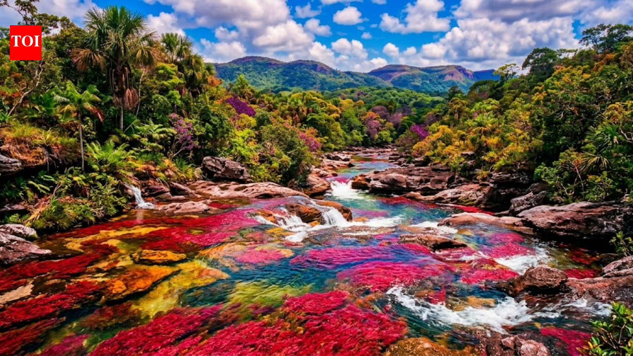 Why Colombia's Caño Cristales turns into a rainbow river every year: The science behind its spectacular colours