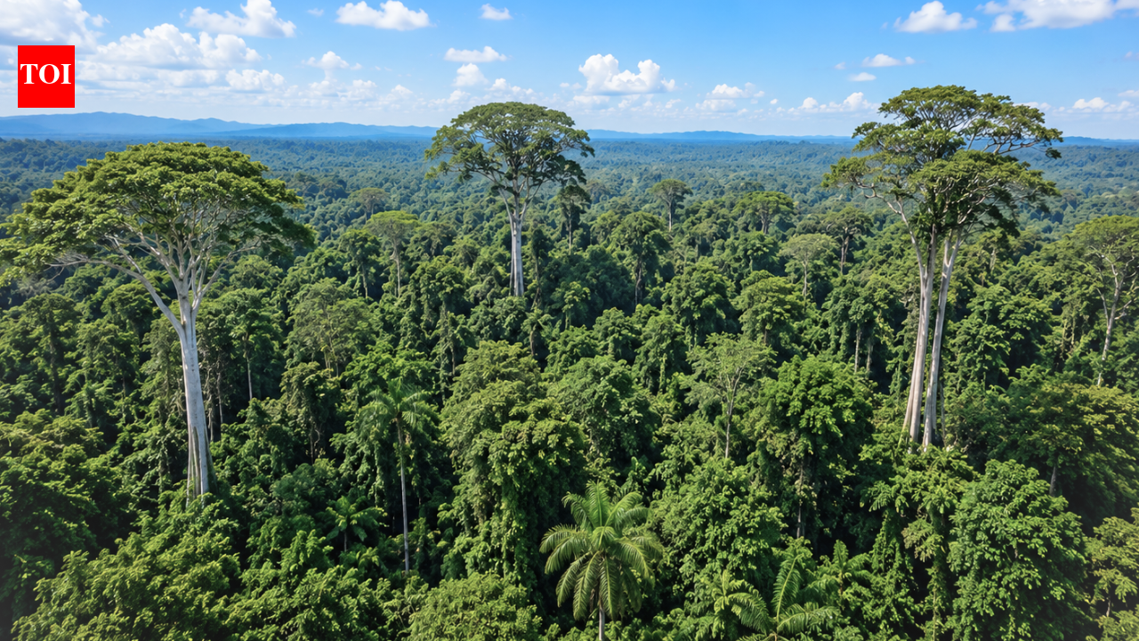 The world's tallest trees are tricking gravity to survive drought by widening their internal water pipes and rewiring their water transport system