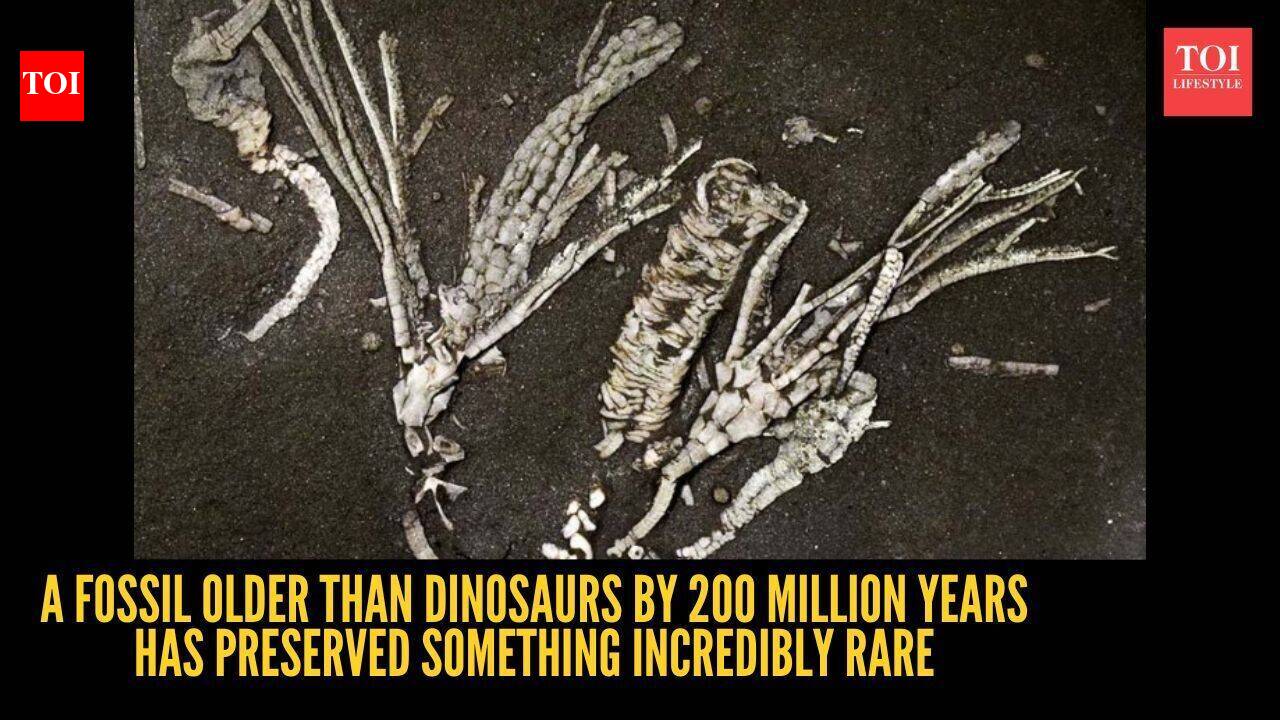 Fossil older than dinosaurs by 200 million years preserves rare detail