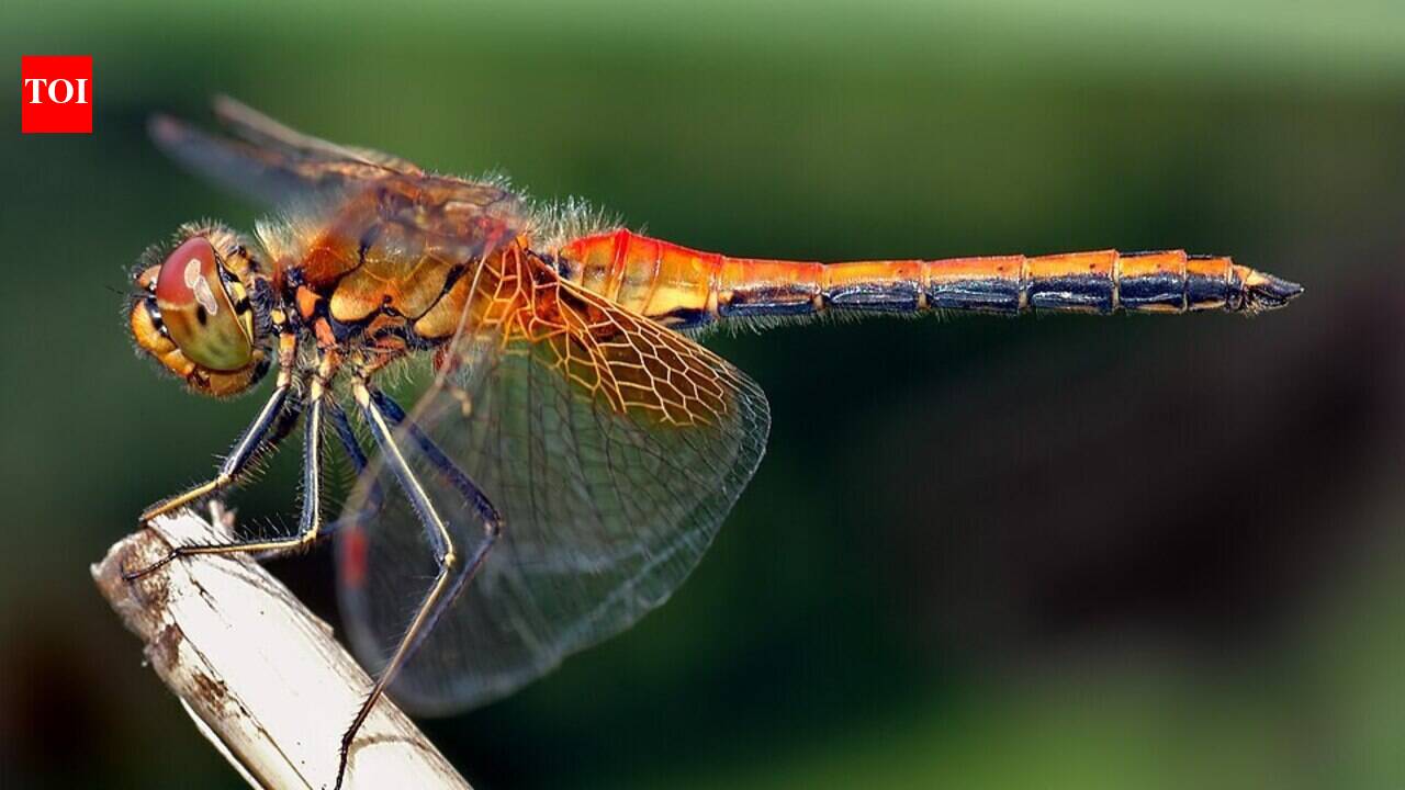Scientists found that dragonflies fight like fighter pilots, pulling up to 6 g while repeatedly swapping attacker and defender roles during aerial dogfights