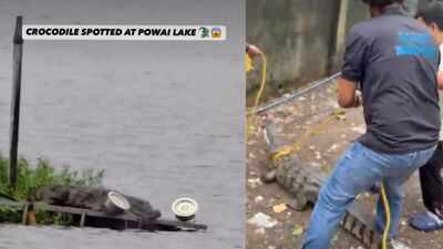 Mumbai's Powai Lake is becoming this monsoon's most unexpected wildlife attraction, thanks to the Mugger crocodiles emerging after heavy rains