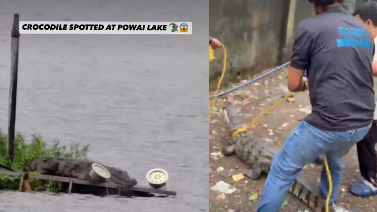 Mumbai's Powai Lake is becoming this monsoon's most unexpected wildlife attraction, thanks to the Mugger crocodiles emerging after heavy rains