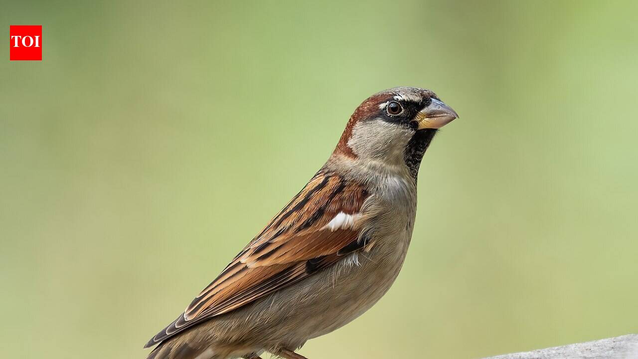 The United States released house sparrows in the 1850s and starlings in the 1890s to make cities feel more familiar to European settlers, but the introductions backfired as both species spread nationwide, competing with native bluebirds, swallows and woodpeckers for scarce nesting cavities