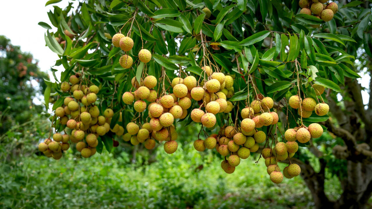 Oman distributes 274,000 fruit and wild tree seedlings: The ambitious plan to green a desert nation