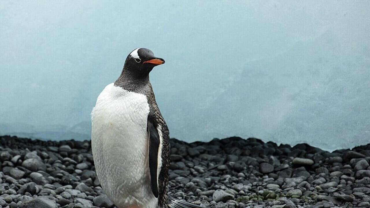 Scientists found 'forever chemicals' in Antarctic penguin feathers, showing that even one of Earth's most remote ecosystems has been reached by human pollution