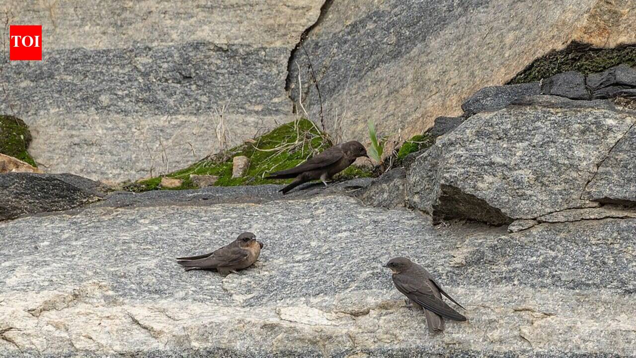 In Rajasthan’s Thar Desert, a small bird builds nests like layered architecture, and scientists say the trick may help it survive monsoon swings and dry heat