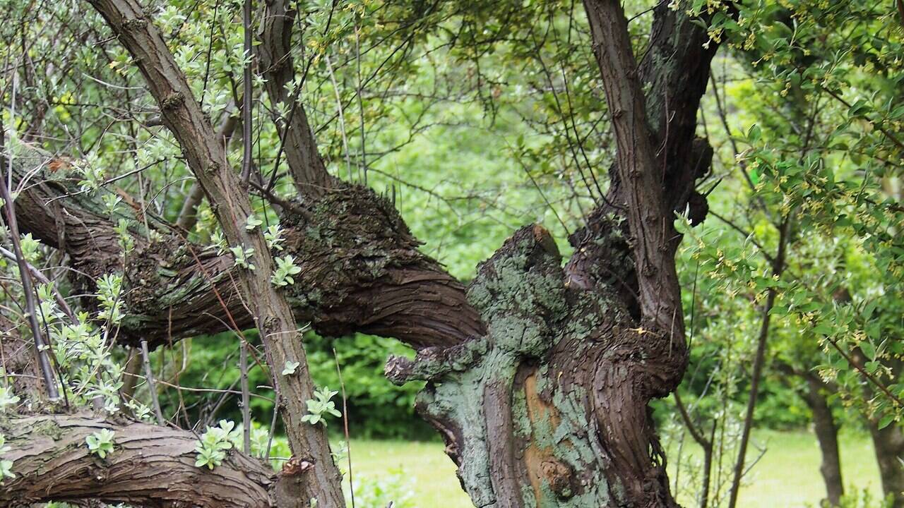 The United States encouraged widespread planting of Russian olive trees during the 1900s to create windbreaks and wildlife habitat, but the trees spread along western rivers, replacing native cottonwood forests and altering bird communities